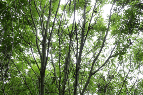 Blackford Wood: hit by disease - image: National Trust
