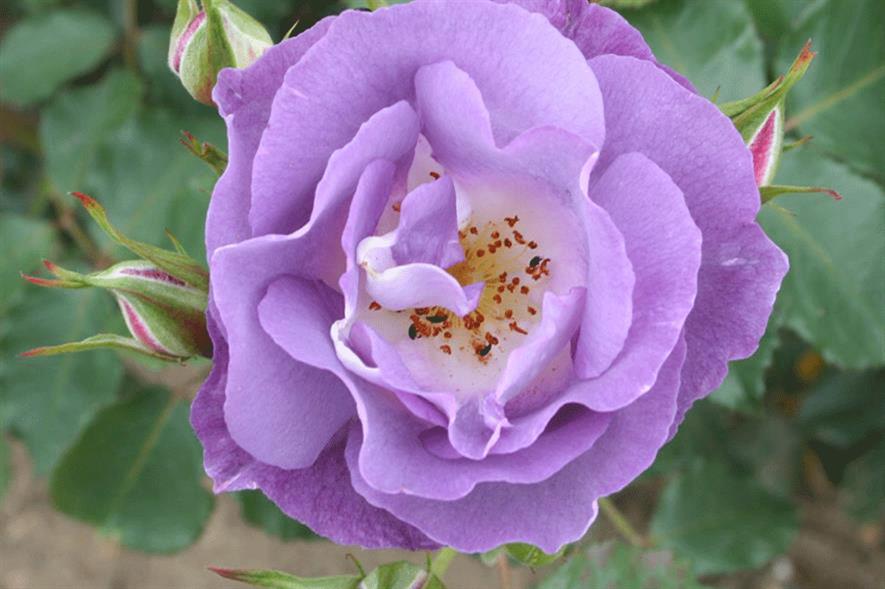 Wharton's Blue for You rose