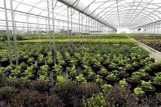 Boningale Nurseries: Supplies trees, shrubs and perennials to the landscape market - image: HW