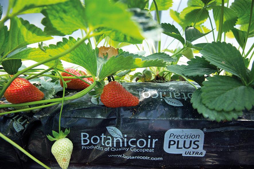 Botanicoir: says coir is mainly used for strawberries and raspberries grown in UK - © Tim Scrivener
