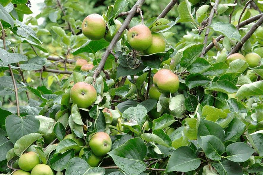 Bramley apples - image: Morguefile