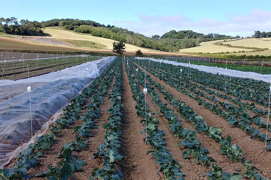 Brassica trials at ESG - credit: East of Scotland Growers