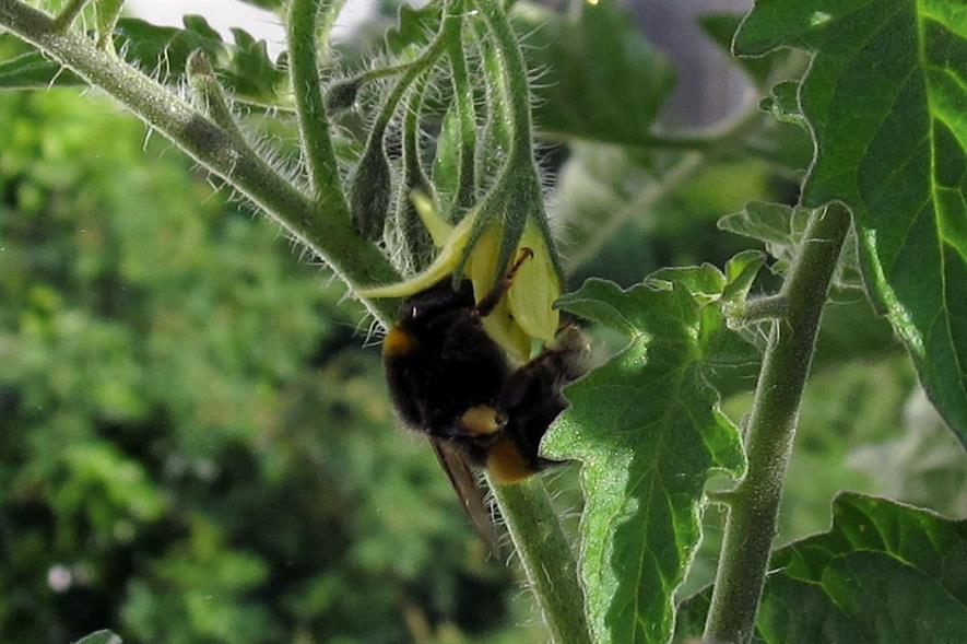 Bumblebees: no licence renewal - image: Seelensturm