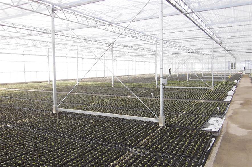 Image: Flamingo Horticulture Group