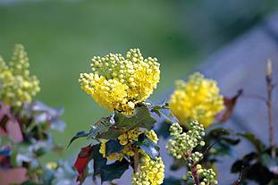 Mahonia aquifolium - image: FlickR/Tim Dobbelaere