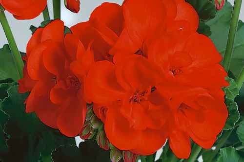 Pelargonium 'Anthony' - Pac Elsner