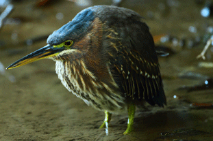 Rare Green Heron boosts visitors to the Lost Gardens of Heligan - image: Heligan Wildlife Team