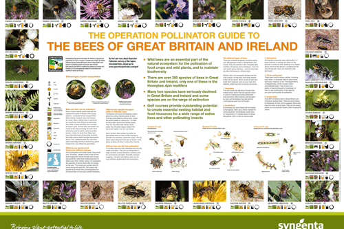 Bee identification poster on offer from Syngenta - image: Syngenta