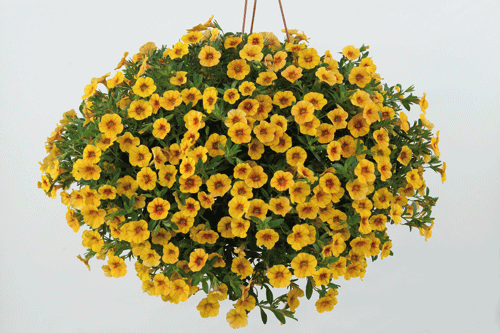 Calibrachoa 'Can Can Sunrise' - image: Ball Colegrave