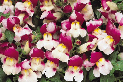 Antirrhinum F1 'Appeal' - image: Ball Colegrave
