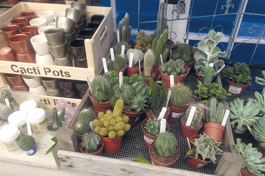 Cacti: a suggested trend in John Lewis shopping report - image: HW