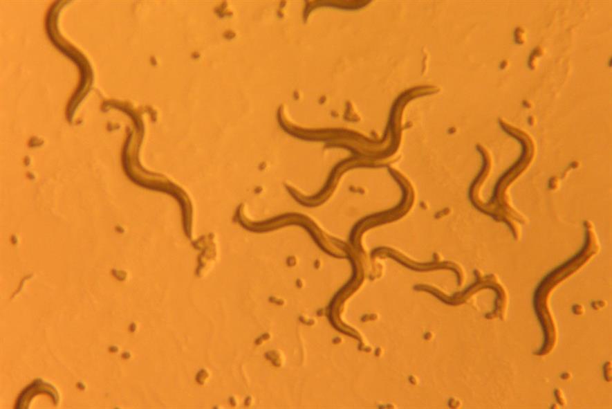 Caenorhabditis elegans nematodes - image: Flickr/snickclunk