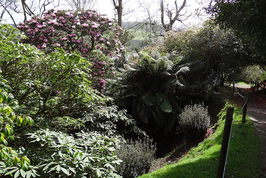 Caerhayes Castle Gardens - image: FlickR/Esther Westerveld