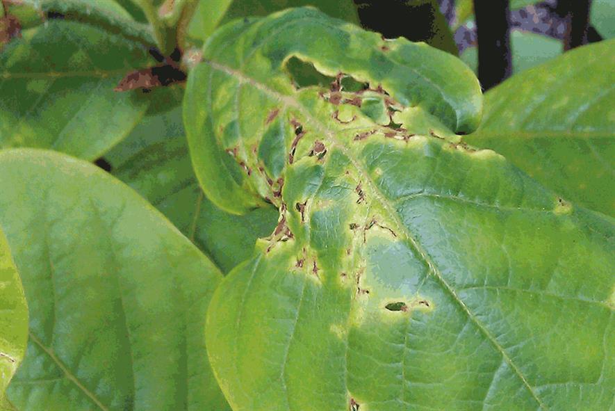 Capsid damage leaves small holes in young leaves