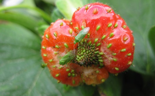 Common green capsid on strawberry - credit: NIAB EMR