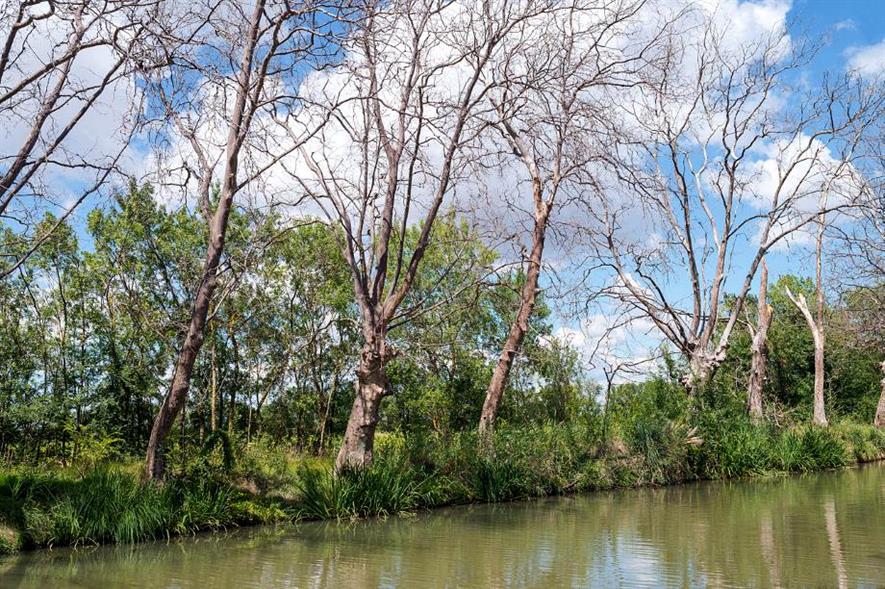 Plane trees lost to CSP along the Canal du Midi, France - image: Christian Ferrer (CC BY-SA 4.0)
