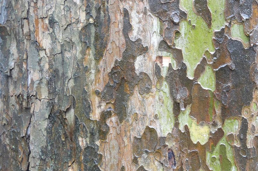 Canker stain of plane: aggressive fungal disease can kill trees in two-to-five years - credit: Roouul