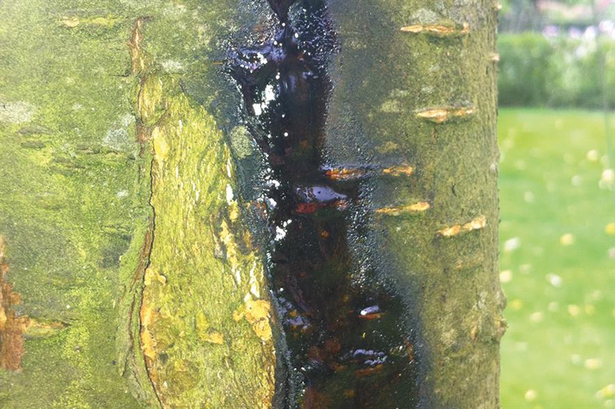 Cherry bleeding canker - image: Dove Associates