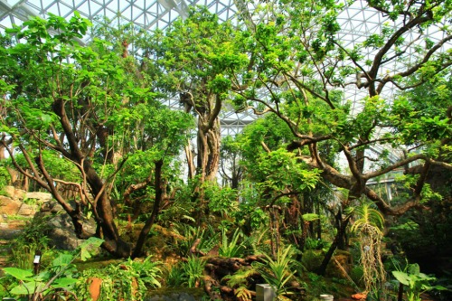 The Warm Temperate House at Qingdao's Plant Pavillion