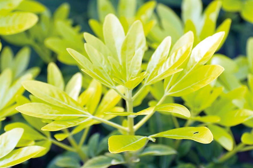 C. × dewitteana Goldfingers = ‘Limo’- all images: Floramedia