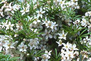 Choisya Ternata AGM or Mexican Orange Blossom - photo: Adrian Thomas