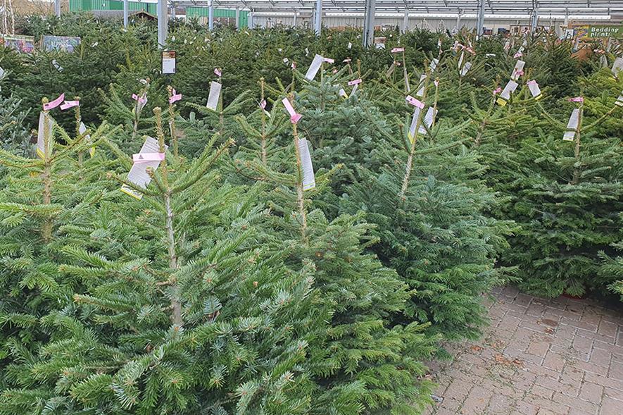 Christmas trees on sale at garden centre