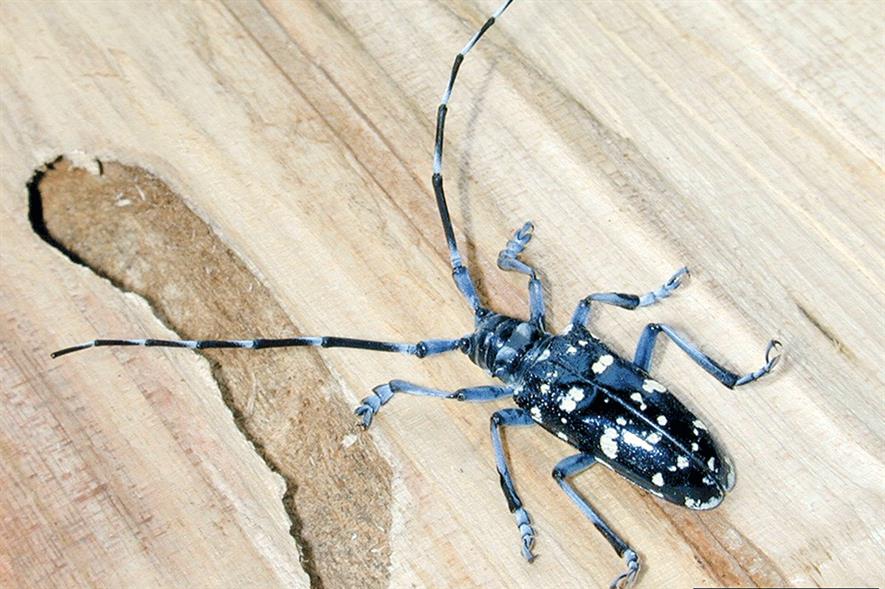 Citrus longhorn beetle has a black body with variable white markings and long antennae