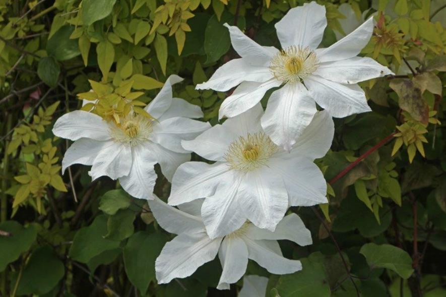 Clematis HTA's Plant of the Moment for June | Horticulture Week