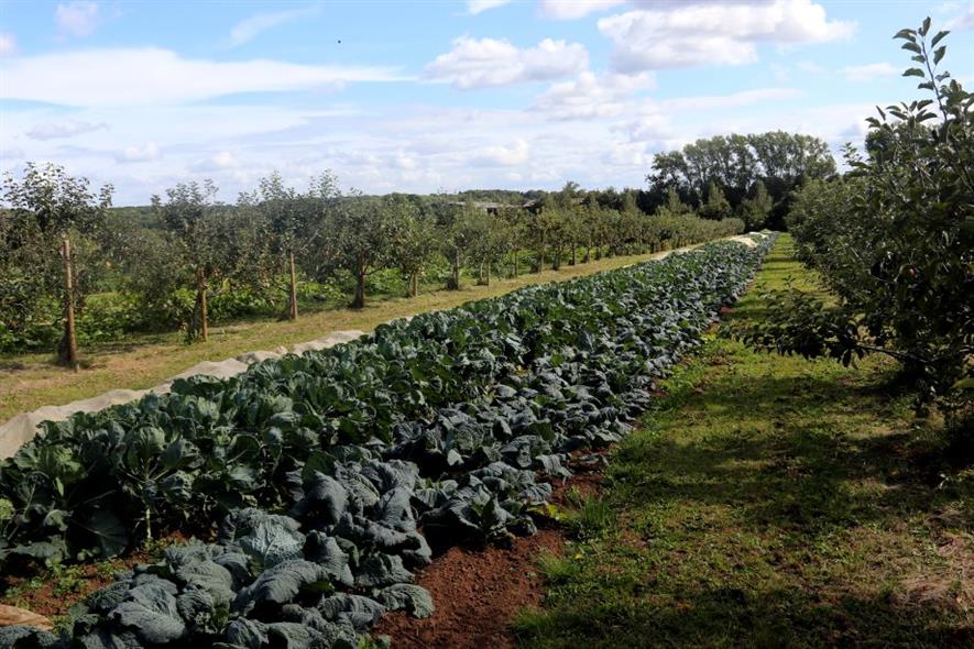 Heritage apple trees interplanted with organic vegetables at the Prince of Wales' Close Farm near Tetbury, Glos - image: HW