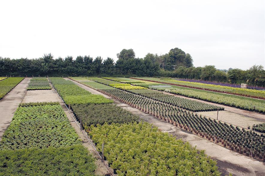 Coles Nurseries: grows trees and shrubs for the amenity and commercial markets - image: James Coles & Sons (Nurseries)