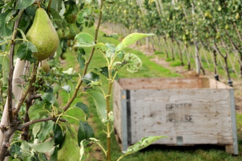 The Concept Pear Orchard - image:East Malling Limited