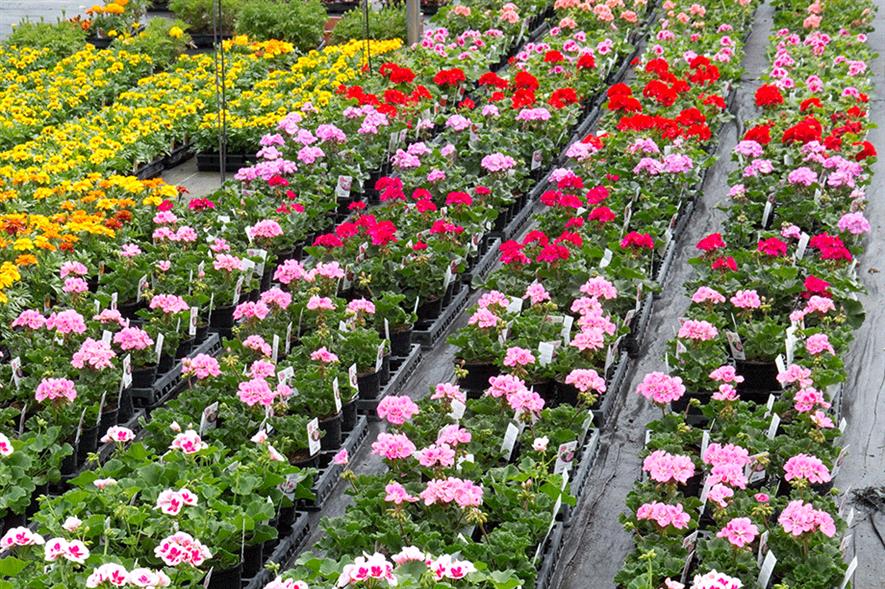 Smaller garden centres are on the rise again after several years of being bought up by large chains