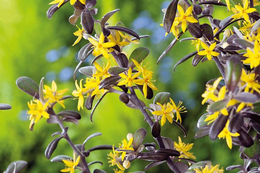 Corokia × virgata ‘Frosted Chocolate’ - all images: Floramedia