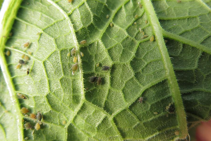 Cucumber growers advised apply biocontrols to tackle aphids now | HortWeek