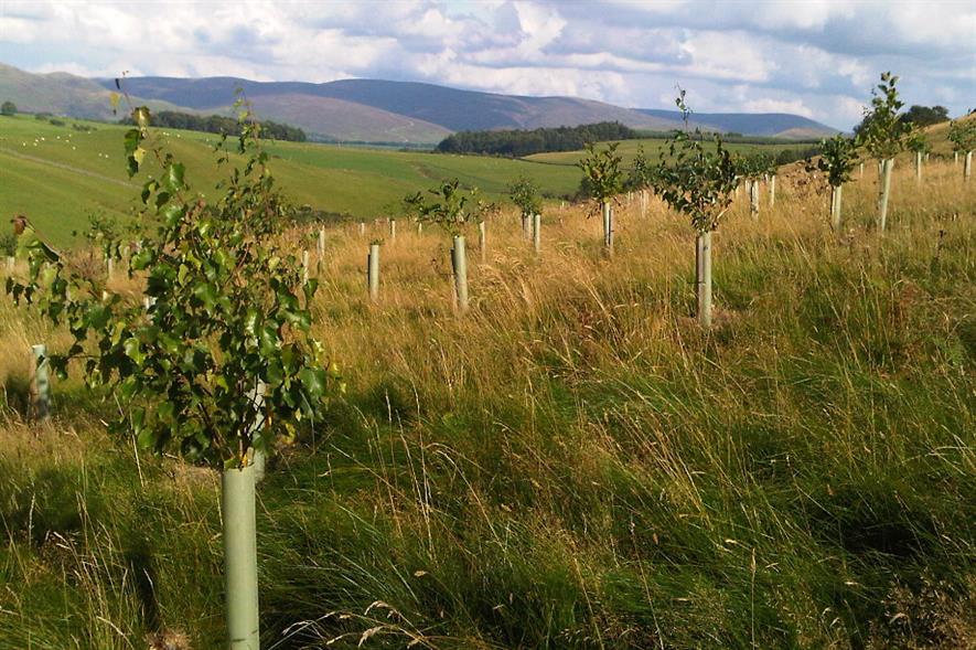 Crairieknowe carbon store site in Scotland - credit: Forest Carbon