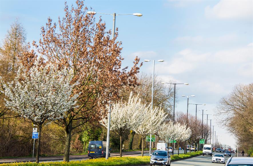 The Urban Tree Challenge Fund has helped plant more than 130,000 trees across England - credit: Forestry Commission