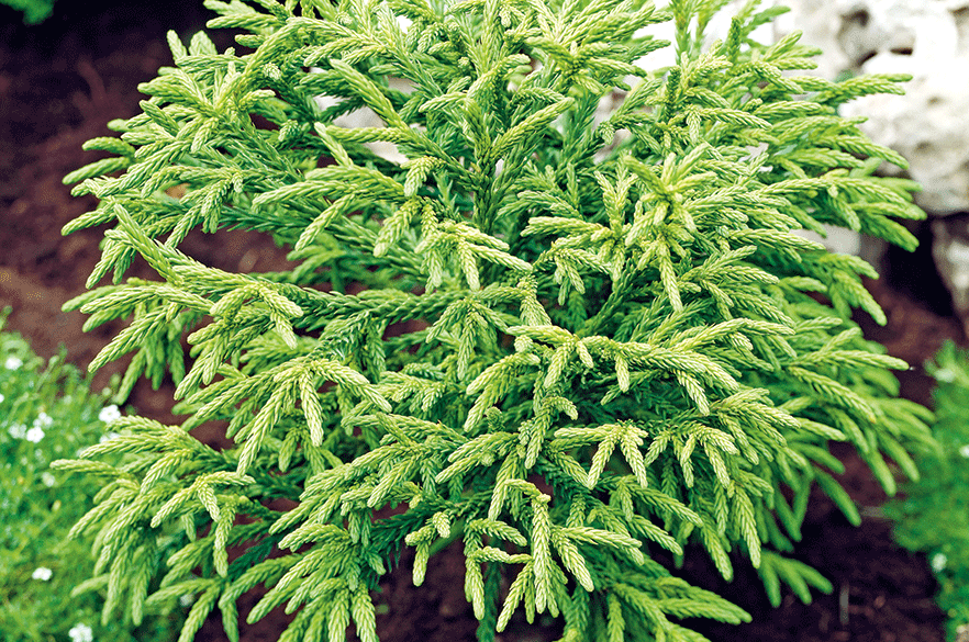 Cryptomeria japonica ‘Little Champion’ - all images: Floramedia