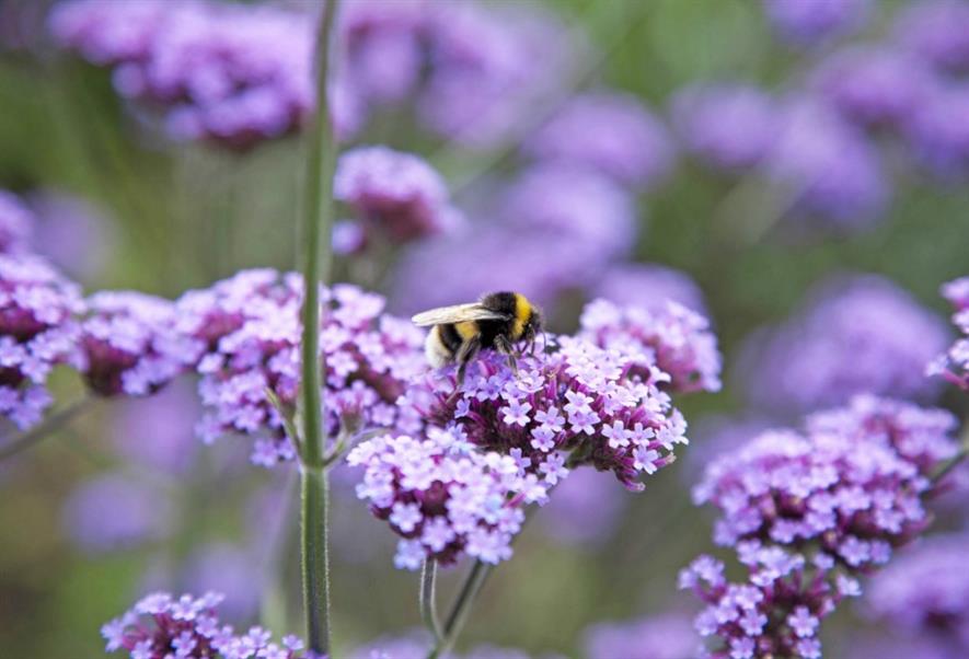 Cuckoo bumble bee, shot in London. Picture: Amelia Collins