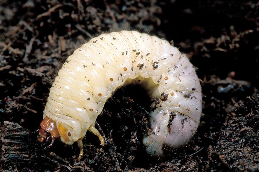 Curl grub larvae - image: CC/SIRO