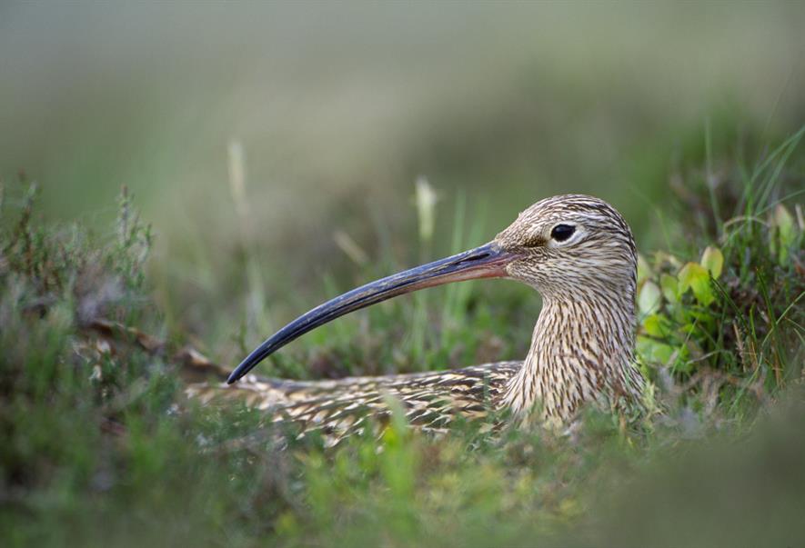 Curlew on Langholm Moor © Laurie Campbell