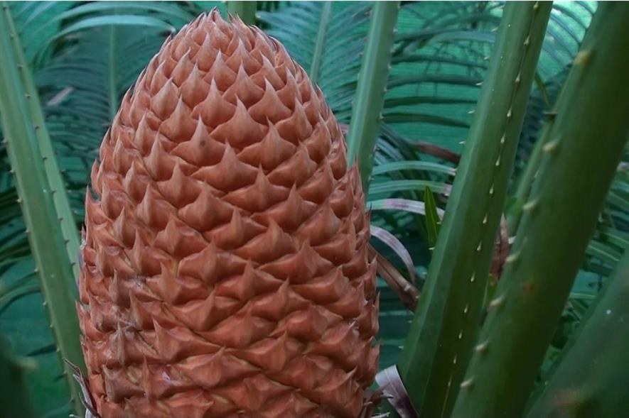 Gymnosperms such as cycads were dominant in the Jurassic period. Image: Pixabay