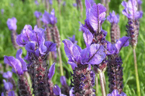 Lavender is a popular, easy maintenance choice for consumers - image: Morguefile