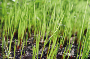 Grass seedlings - image: Flickr/Scott Robinson