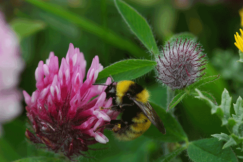 HLF grant aims to help arrest decline in bumblebee populations - image: HLF