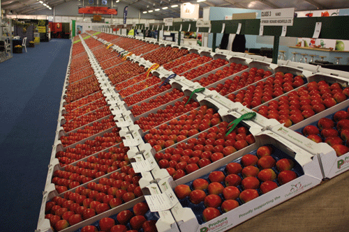 Many companies will have stands for the first time at this year's National Fruit Show - image: Brian Lovelidge