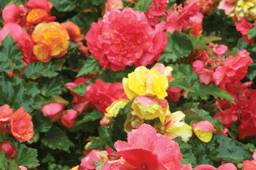 Begonia Non-Stop is a bed filler with reduced maintenance - image: HW