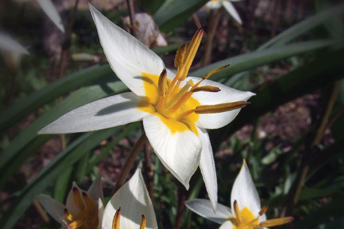 Tulipa 'Akebono' - image: FlickR/Ryan Somma