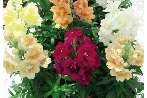 Antirrhinum 'Twinny Mixed' - image: Dobies of Devon