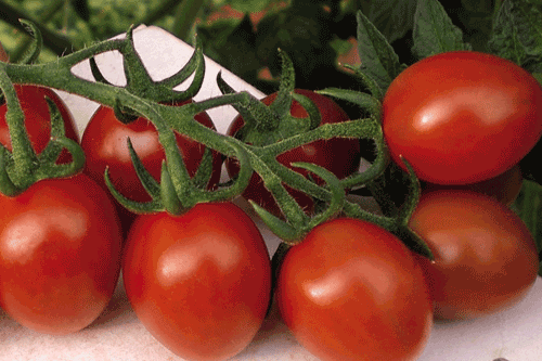 Tomato F1 'Lipso' - image: Dobies of Devon
