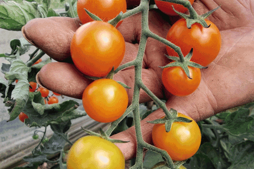 Tomato F1 'Orangino' - image: Dobies of Devon